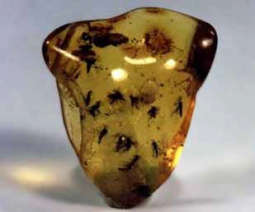 Bursztyn Polski Skarb