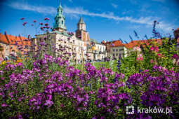 NIK pozytywnie o zieleni w Krakowie