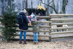 Żywa szopka w krakowskim ogrodzie zoologicznym