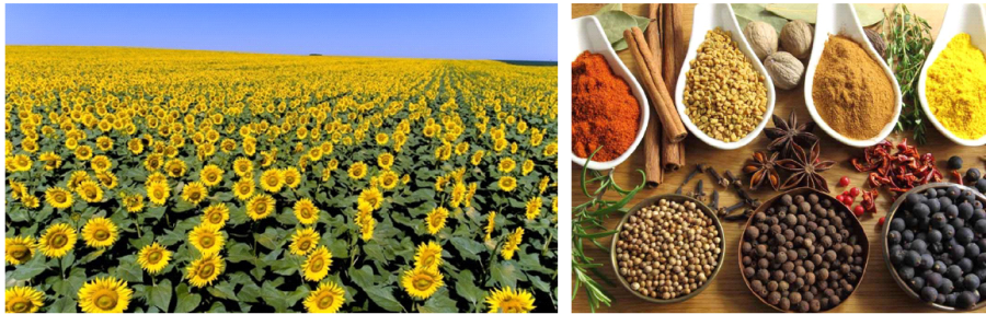 Rolnictwo Bułgarii - słonecznik, przyprawy