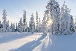 zima, las, drzewa, . Fot. pixabay.com