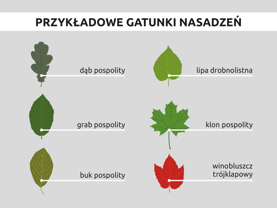 Zieleń inwentaryzacja grafika 3