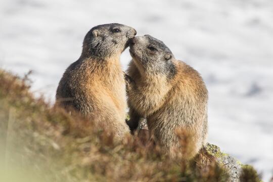 barwy świata przyrody 2022--wilk_tomasz