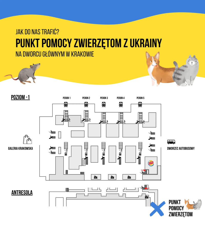 Punkt pomocy zwierzętom z Ukrainy