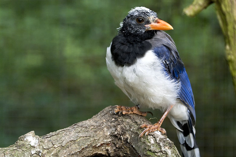 Kitta czerwonodzioba