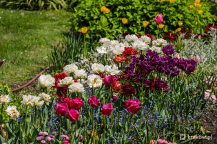 tulipany, kwiaty, ogród. Fot. Bogusław Świerzowski / krakow.pl