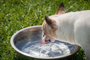 miska dla psa, poidełko, upał, woda, zwierzęta, pies. Fot. pixabay.com