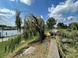 Sprzątanie miasta – gdzie i jak zgłosić uszkodzone drzewo 