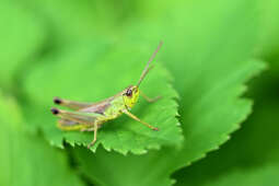 nck--barwy Świata przyrody 2023--konik łąkowy fot. krzysztof hajdu