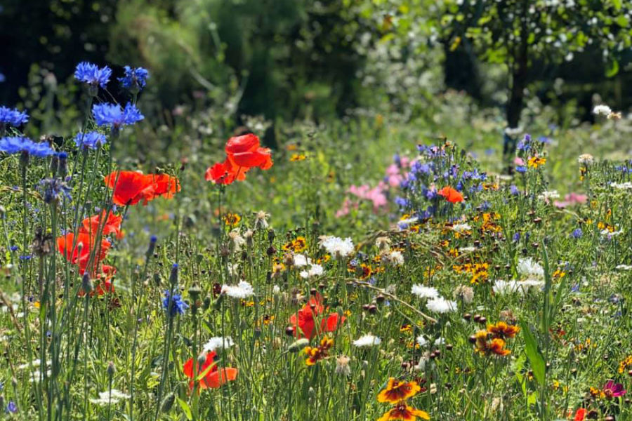 Dopraw miasto zielenią, zasiej swoją łąkę kwietną  