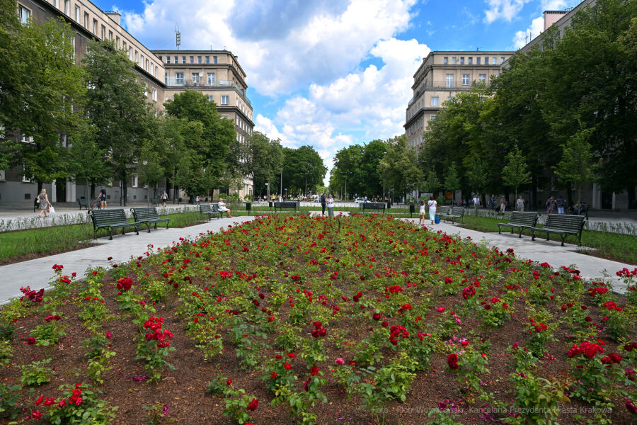 To będzie kwitnący piknik! Sobotę spędź w alei Róż