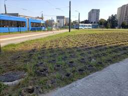 Tramwaj do Górki Narodowej – rozpoczęły się nasadzenia