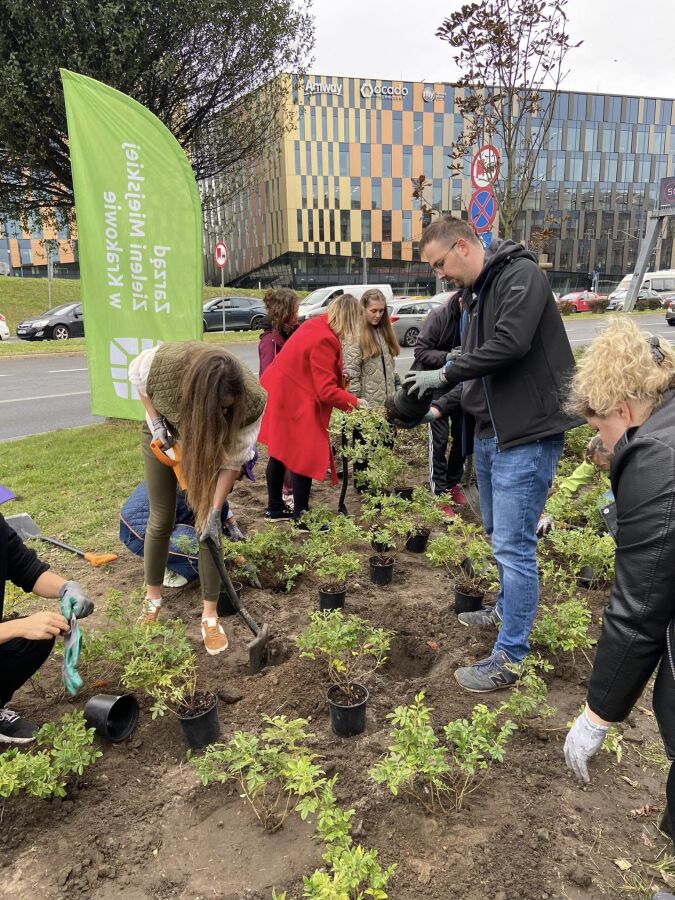 pracownicy firm sadzą drzewa