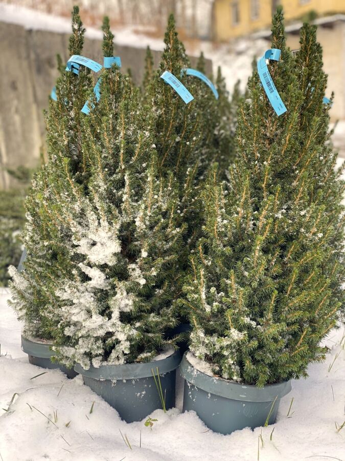 świerk biały, akcja zzm