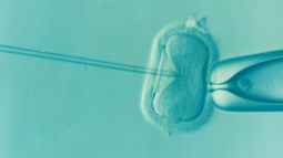 Podsumowanie miejskiego programu in vitro i nowy projekt