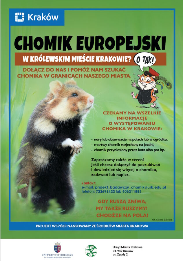 plakat chomik