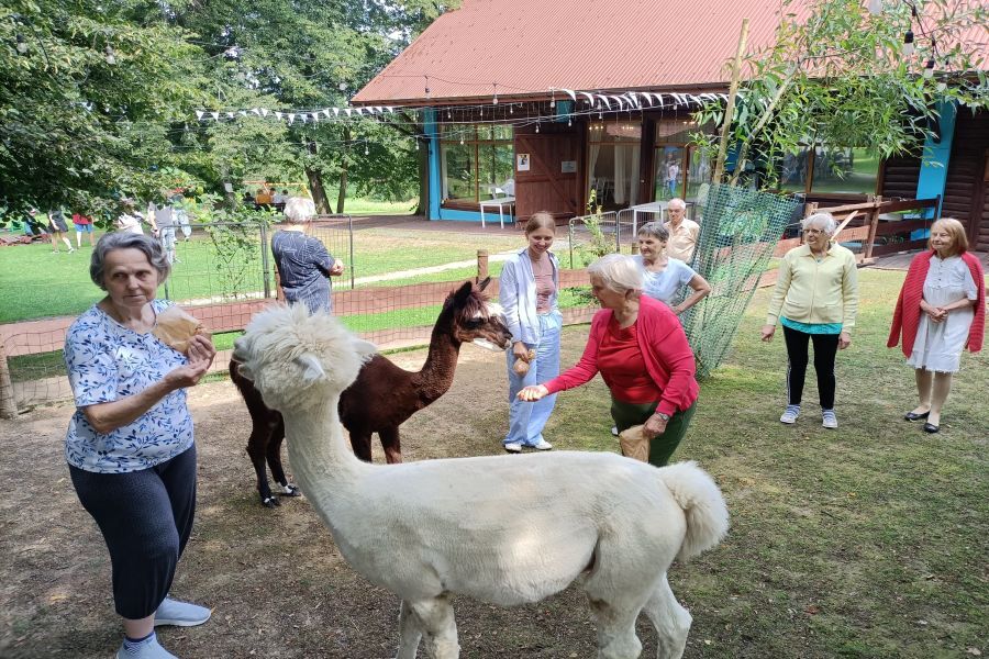Uczestnicy karmią alpaki wiórkami marchewki