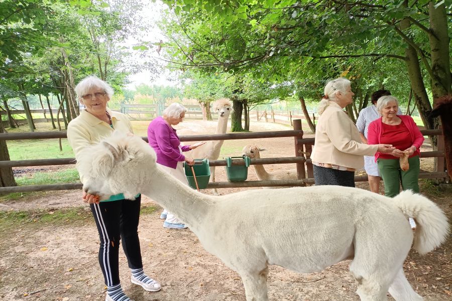 Zebrani w  zagrodzie karmią i podziwią alpaki.