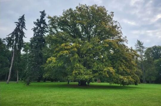 Dąb szypułkowy w Parku Jordana - European TreeTag Campaign