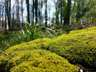 zieleń, las, las wolski, zzm, symbioza. Fot. ZZM