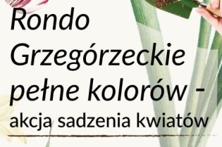 Sadzenie Rondo Grzegórzeckie . Fot. Gospodarka Komunalna