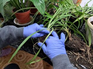 Sezon wiosenny hortiterapii rozpoczęty !