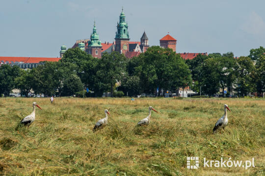 Intellias dołączył do miejskiej inicjatywy „Pakt dla klimatu”