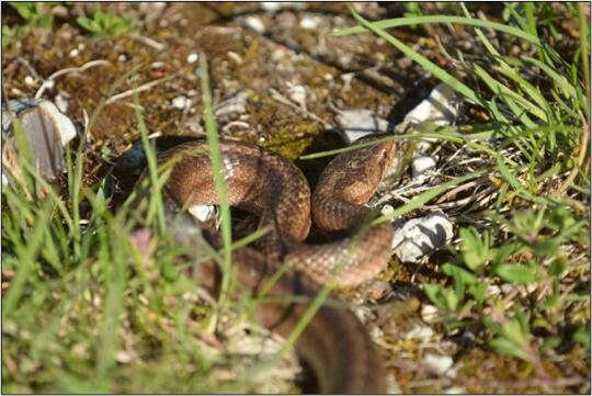 Ja się wcale nie gniewam – czyli o stanie populacji gniewosza plamistego na terenie Krakowa