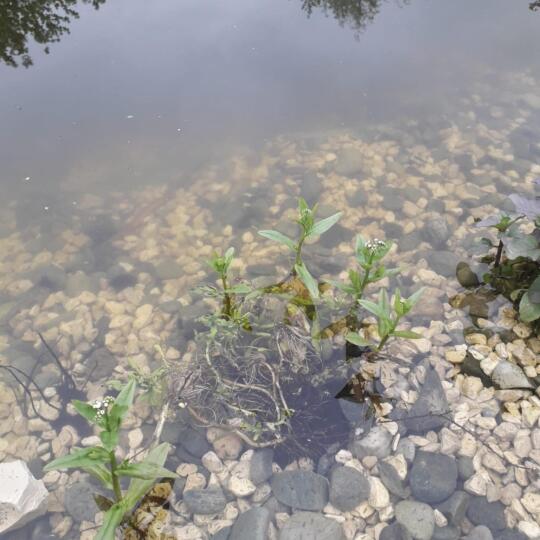 Nie niszcz roślinności wodnej