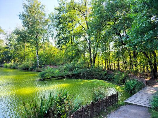 Jadalne rośliny wokół nas – zapisz się na spacer