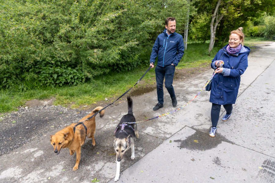 Prezydent Krakowa Aleksander Miszalski spaceruje z kobietą, prowadząc psy na smyczach po asfaltowej drodze, w otoczeniu zieleni.