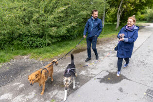 Spacer prezydenta z psami ze schroniska Prezydent Krakowa Aleksander Miszalski spaceruje z kobietą, prowadząc psy na smyczach po asfaltowej drodze, w otoczeniu zieleni.