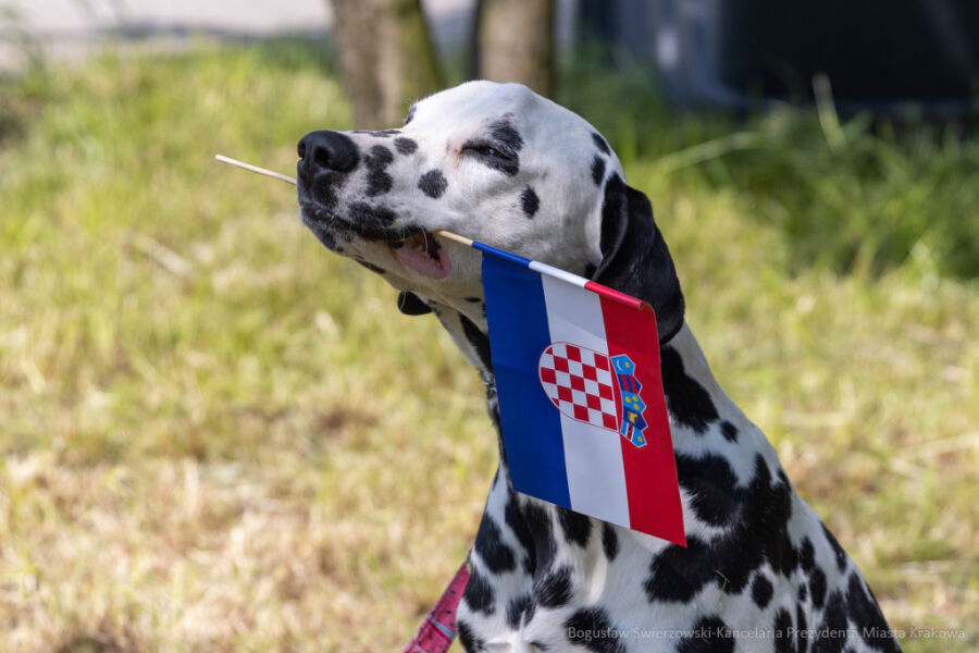 Na fotografii pies rasy dalmatyńczyk trzymający w zębach flagę Chorwacji.  