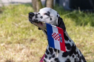Chorwacja bliżej niż myślisz – piknik chorwacki Na fotografii pies rasy dalmatyńczyk trzymający w zębach flagę Chorwacji.