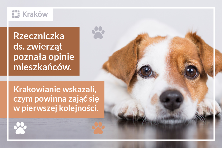 Grafika przedstawia leżącego pieska i informację, że Rzeczniczka ds. zwierząt poznała opinie mieszkańców.