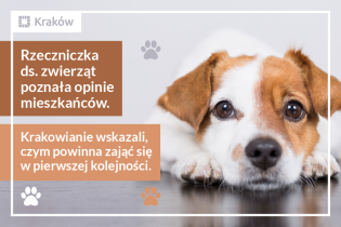 Grafika przedstawia leżącego pieska i informację, że Rzeczniczka ds. zwierząt poznała opinie mieszkańców.