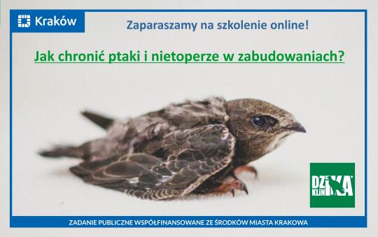 Szkolenie online „Jak chronić ptaki i nietoperze w zabudowaniach”