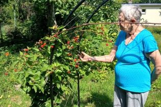 Lato w ogrodzie 21.07.2025 Starsza kobieta w niebieskiej koszulce zbiera dojrzałe owoce z krzewu rosnącego na metalowej pergoli. Otoczenie jest zielone i letnie – pełne bujnej roślinności.
