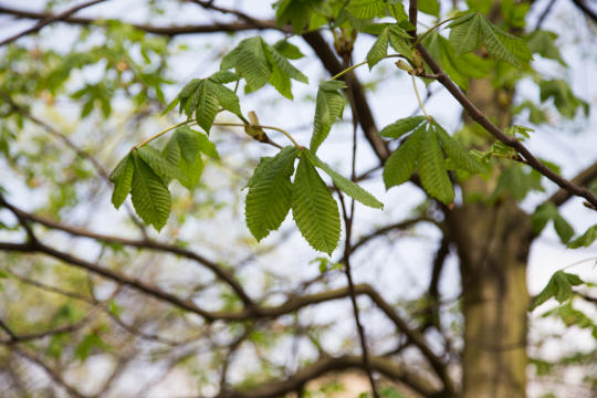 Prezydent interweniuje w sprawie nielegalnej wycinki na ul. Dąbskiej