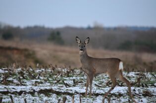 Szkolenie: Jak reagować w przypadkach zgłoszeń dotyczących sytuacji kolizyjnych na linii człowiek – dzikie zwierzę