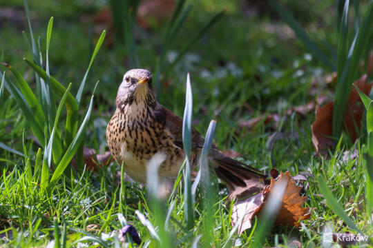 Siatki – śmiertelna pułapka dla ptaków