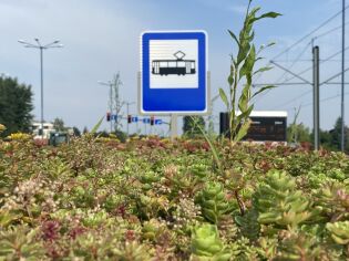 Zielone dachy na wiatach przystankowych – chłodniej i bardziej ekologicznie