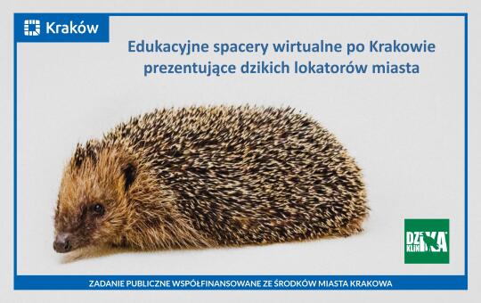 Poznaj dzikie zwierzęta Krakowa – wirtualny spacer