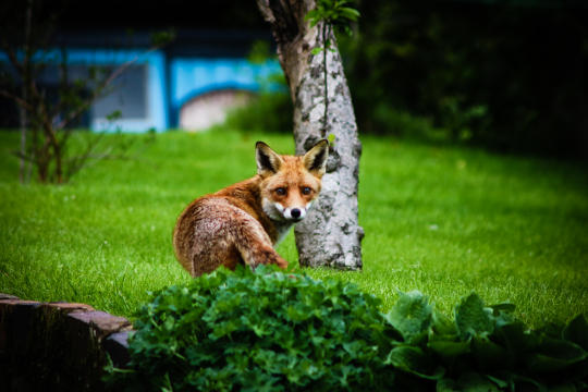 Opieka na dzikimi zwierzętami w Krakowie