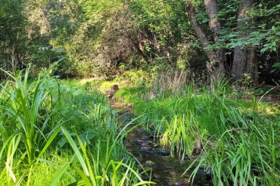 Spacer mykologiczny w Parku Rzecznym Drwinka