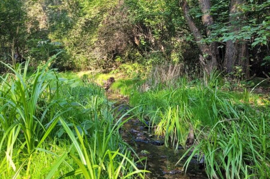 Spacer mykologiczny w Parku Rzecznym Drwinka