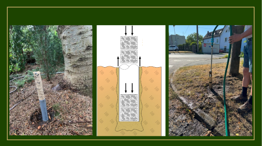 Rdzenie napowietrzające – nowatorska metoda z korzyścią dla drzew