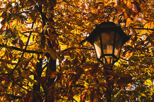 Miasto chce uratować przed wycinką drzewa na Dębnikach