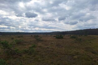 Szeroka, otwarta przestrzeń w lesie z widokiem na torfowisko otoczone drzewami, nad którym po niebie pędzą chmury.