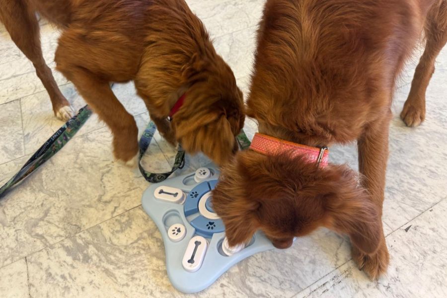 Zajęcia z dogoterapii 29.10.2025